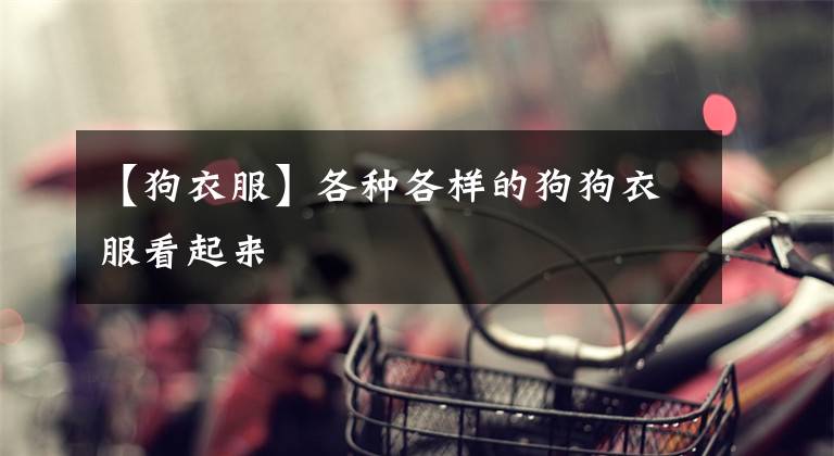 【狗衣服】各种各样的狗狗衣服看起来