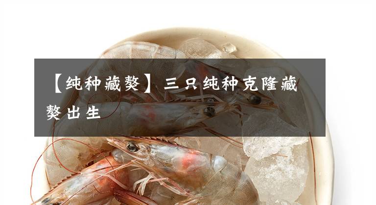 【纯种藏獒】三只纯种克隆藏獒出生