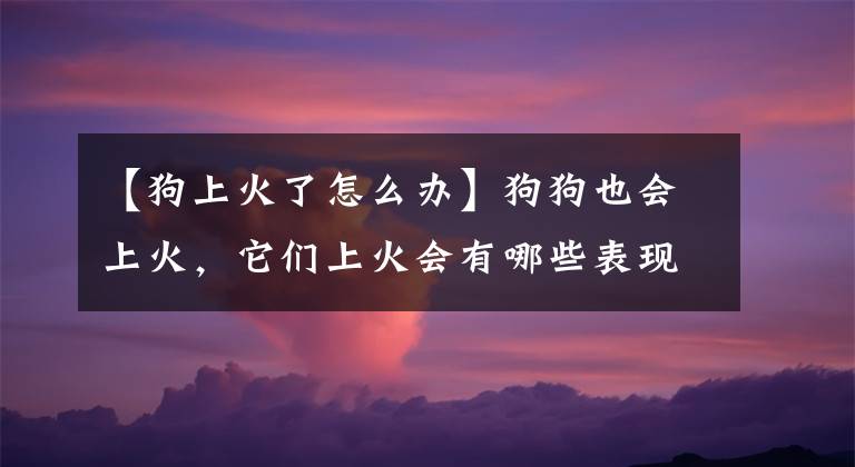 【狗上火了怎么办】狗狗也会上火,它们上火会有哪些表现呢