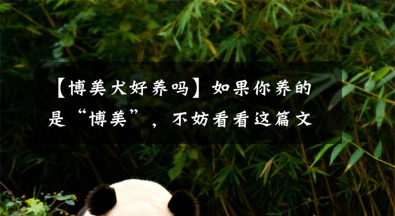 【博美犬好养吗】如果你养的是“博美”，不妨看看这篇文章，或许能收获很多