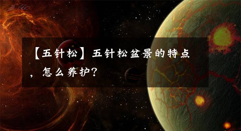 【五针松】五针松盆景的特点，怎么养护？