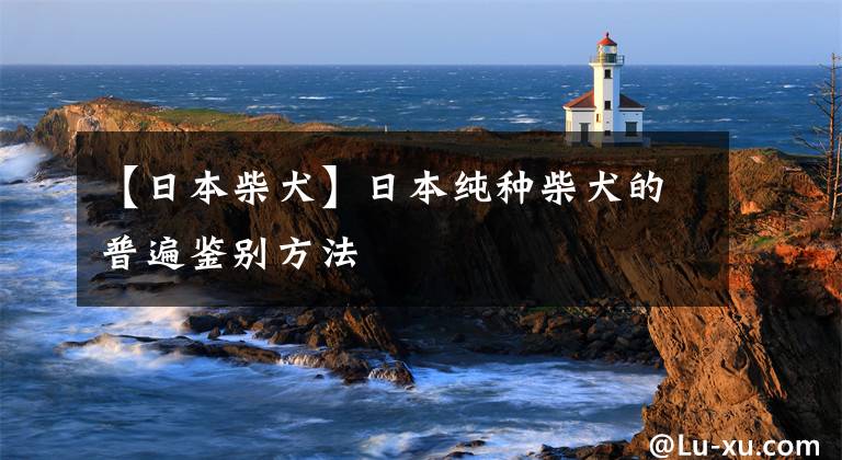 【日本柴犬】日本纯种柴犬的普遍鉴别方法