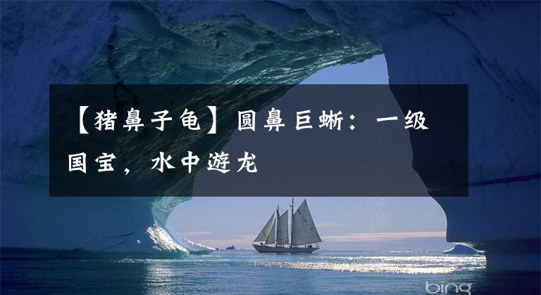 【猪鼻子龟】圆鼻巨蜥:一级国宝,水中游龙