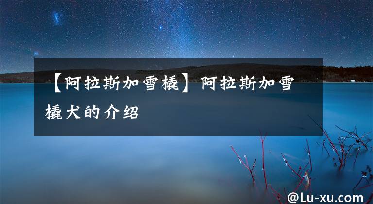 【阿拉斯加雪橇】阿拉斯加雪橇犬的介绍