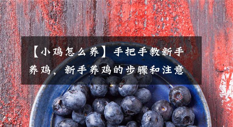 【小鸡怎么养】手把手教新手养鸡，新手养鸡的步骤和注意事项