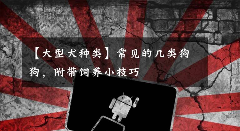 【大型犬种类】常见的几类狗狗，附带饲养小技巧
