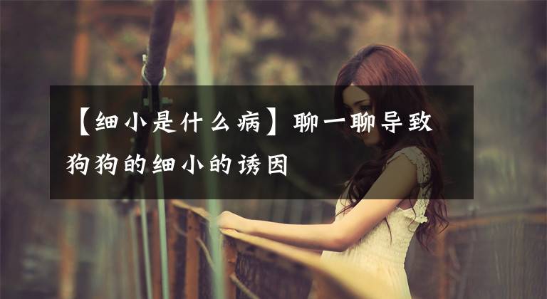 【细小是什么病】聊一聊导致狗狗的细小的诱因