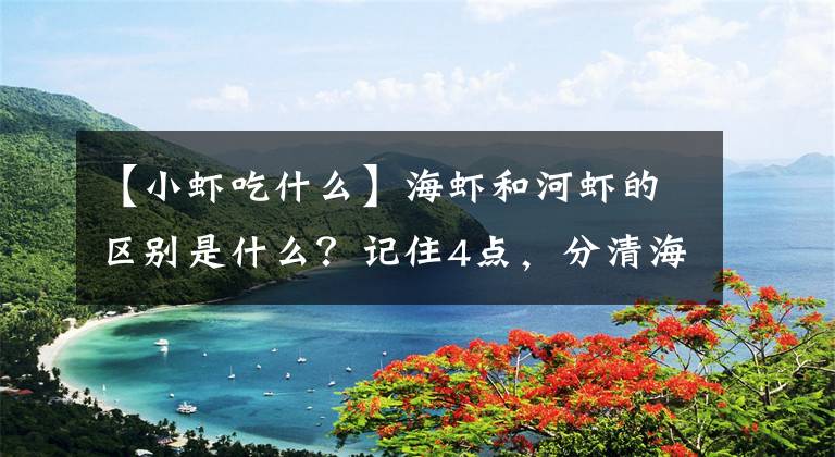 【小虾吃什么】海虾和河虾的区别是什么？记住4点，分清海虾和河虾，别再买错了