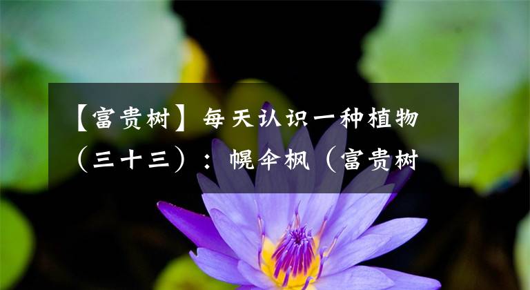 【富贵树】每天认识一种植物(三十三):幌伞枫(富贵树)——庄重肃穆