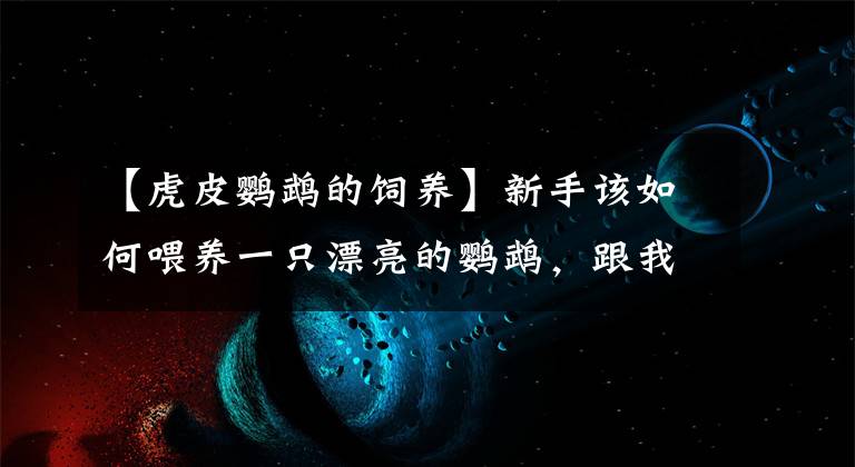 【虎皮鹦鹉的饲养】新手该如何喂养一只漂亮的鹦鹉，跟我来，带你完美入坑