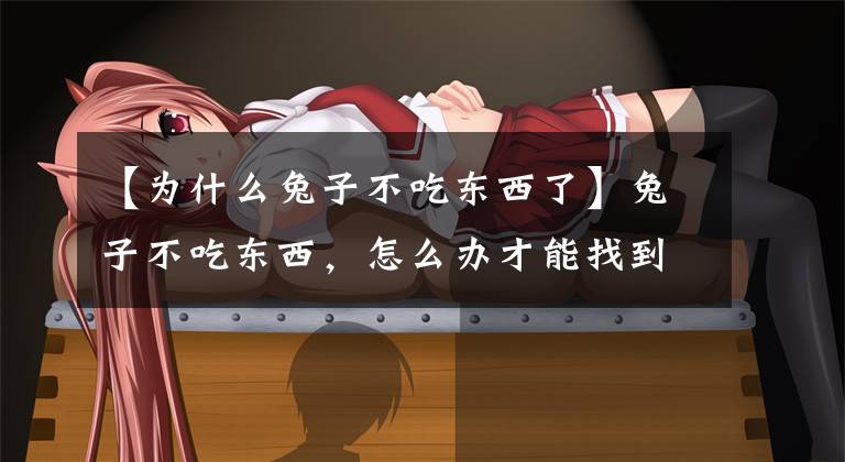 【为什么兔子不吃东西了】兔子不吃东西,怎么办才能找到原因治疗?