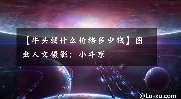 【牛头梗什么价格多少钱】图虫人文摄影:小斗京