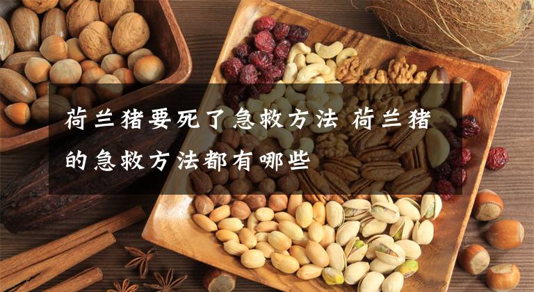 荷兰猪要死了急救方法 荷兰猪的急救方法都有哪些