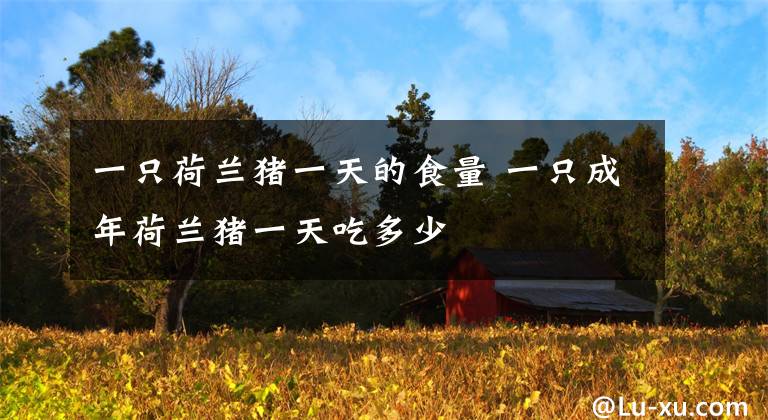 一只荷兰猪一天的食量 一只成年荷兰猪一天吃多少