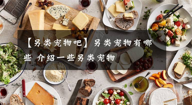 【另类宠物吧】另类宠物有哪些 介绍一些另类宠物