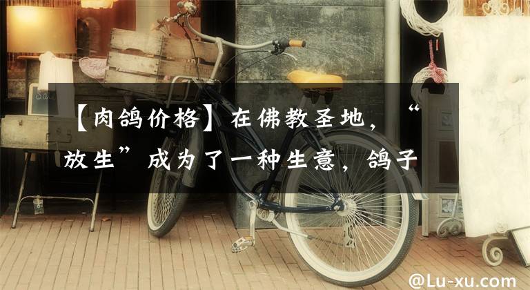 【肉鸽价格】在佛教圣地,“放生”成为了一种生意,鸽子一只60元,两只100元
