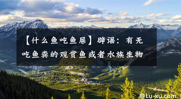 【什么鱼吃鱼屎】辟谣:有无吃鱼粪的观赏鱼或者水族生物?鱼缸里的鱼粪去哪了?