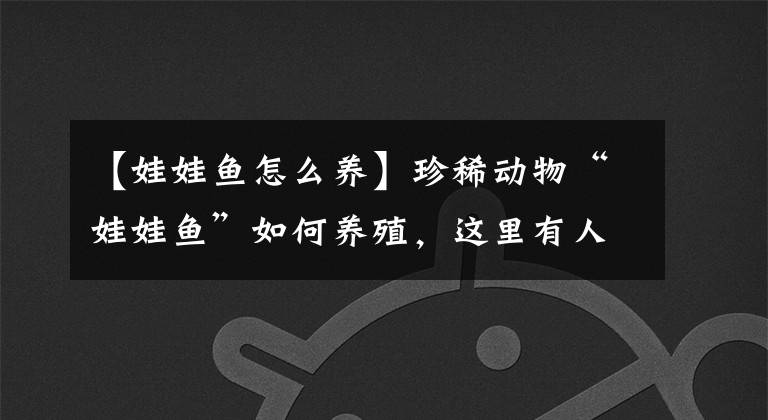 【娃娃鱼怎么养】珍稀动物“娃娃鱼”如何养殖，这里有人工养殖的要点