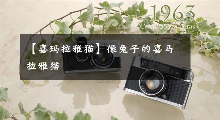 【喜玛拉雅猫】像兔子的喜马拉雅猫