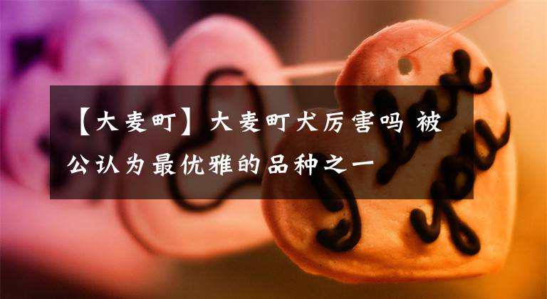 【大麦町】大麦町犬厉害吗 被公认为最优雅的品种之一