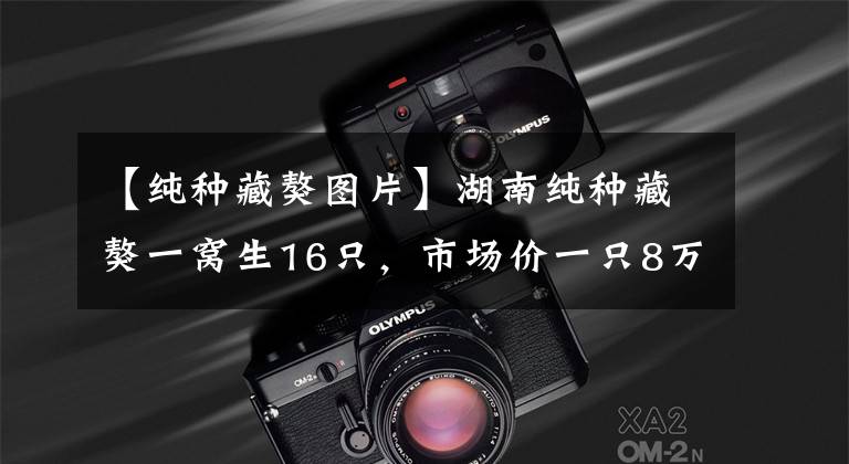 【纯种藏獒图片】湖南纯种藏獒一窝生16只,市场价一只8万,狗主人一窝狂赚百万