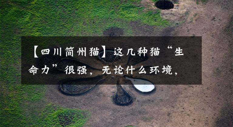 【四川简州猫】这几种猫“生命力”很强，无论什么环境，都能活下去