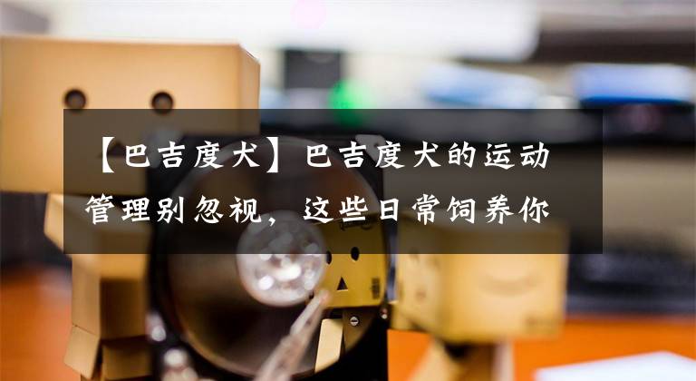 【巴吉度犬】巴吉度犬的运动管理别忽视，这些日常饲养你知道吗？快进来看看