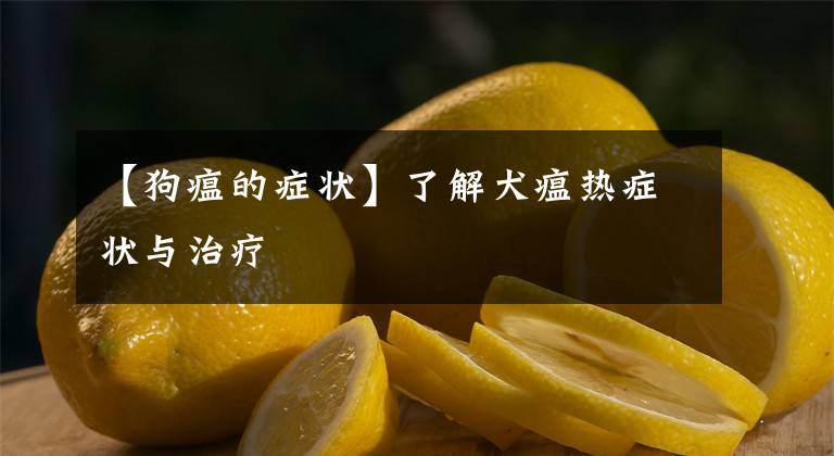【狗瘟的症状】了解犬瘟热症状与治疗