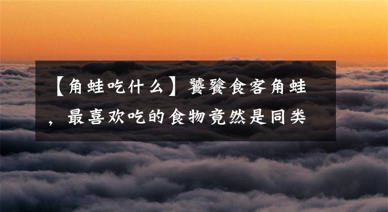 【角蛙吃什么】饕餮食客角蛙,最喜欢吃的食物竟然是同类的蝌蚪