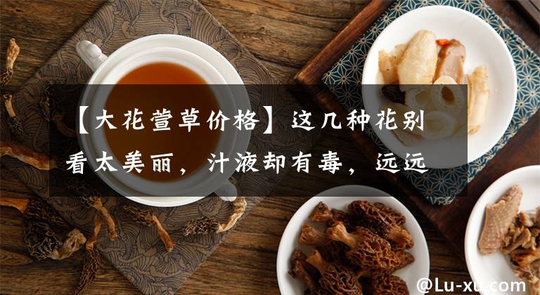 【大花萱草价格】这几种花别看太美丽，汁液却有毒，远远赏花就好别靠近