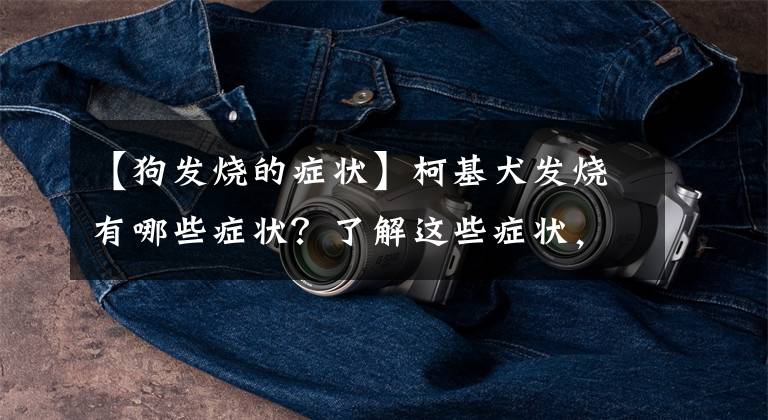 【狗发烧的症状】柯基犬发烧有哪些症状?了解这些症状,不再手忙脚乱