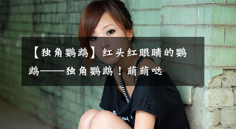 【独角鹦鹉】红头红眼睛的鹦鹉——独角鹦鹉！萌萌哒