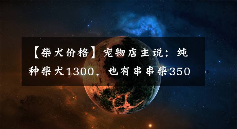 【柴犬价格】宠物店主说：纯种柴犬1300，也有串串柴350