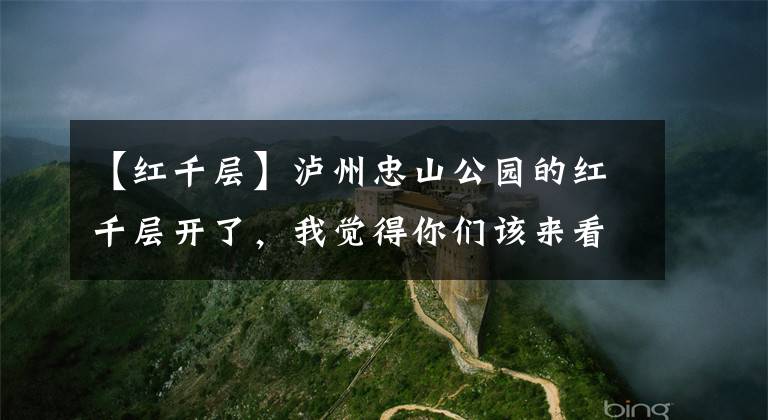 【红千层】泸州忠山公园的红千层开了，我觉得你们该来看看，妙趣横生