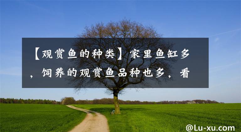 【观赏鱼的种类】家里鱼缸多,饲养的观赏鱼品种也多,看似很惬意,其实很繁忙