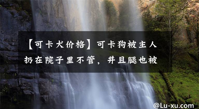【可卡犬价格】可卡狗被主人扔在院子里不管，并且腿也被踢断了：也曾经是宝贝啊