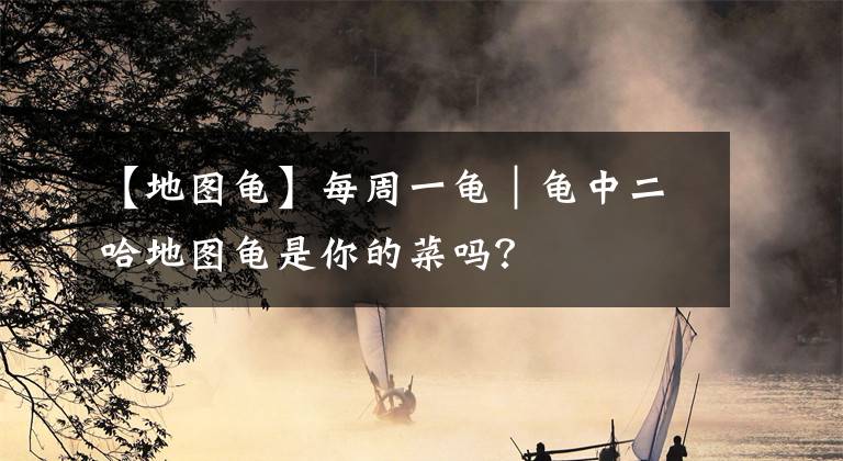 【地图龟】每周一龟|龟中二哈地图龟是你的菜吗?