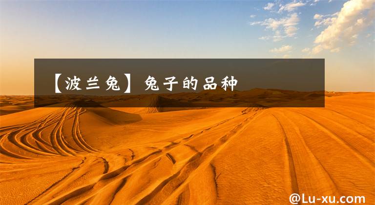 【波兰兔】兔子的品种