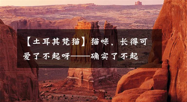 【土耳其梵猫】猫咪，长得可爱了不起呀——确实了不起