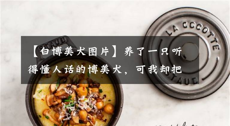 【白博美犬图片】养了一只听得懂人话的博美犬，可我却把它弄丢了