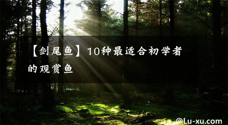 【剑尾鱼】10种最适合初学者的观赏鱼