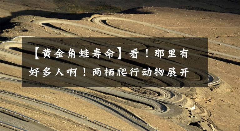 【黄金角蛙寿命】看！那里有好多人啊！两栖爬行动物展开始啦