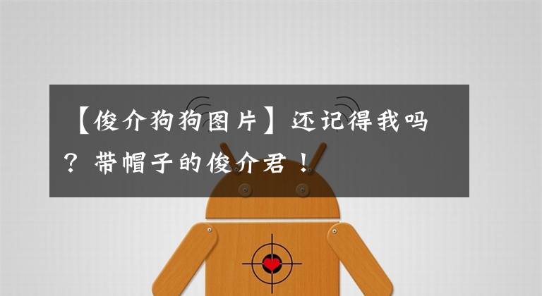 【俊介狗狗图片】还记得我吗?带帽子的俊介君!