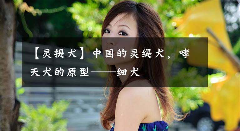 【灵提犬】中国的灵缇犬，哮天犬的原型——细犬