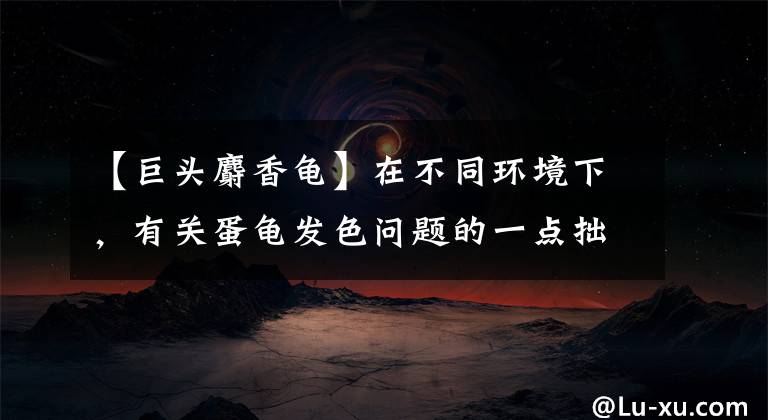 【巨头麝香龟】在不同环境下,有关蛋龟发色问题的一点拙见