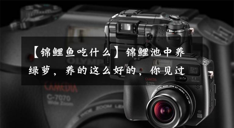 【锦鲤鱼吃什么】锦鲤池中养绿萝，养的这么好的，你见过没有？