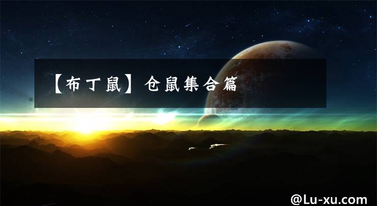 【布丁鼠】仓鼠集合篇