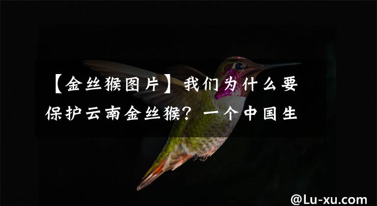 【金丝猴图片】我们为什么要保护云南金丝猴?一个中国生物多样性保护的真实案例