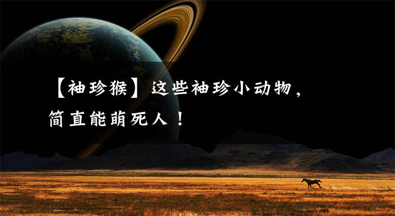 【袖珍猴】这些袖珍小动物,简直能萌死人!