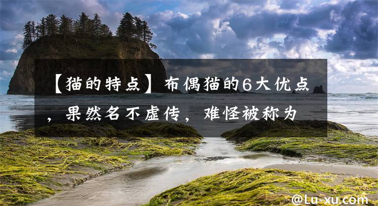 【猫的特点】布偶猫的6大优点，果然名不虚传，难怪被称为“行走的香奈儿”